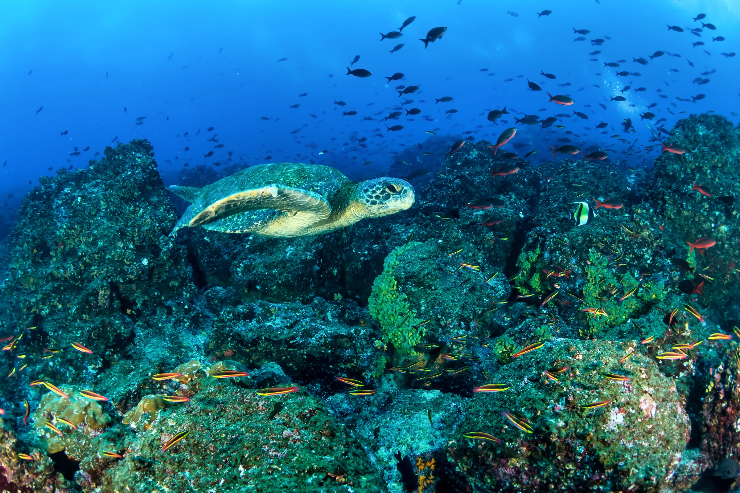 Fauna de Galápagos
